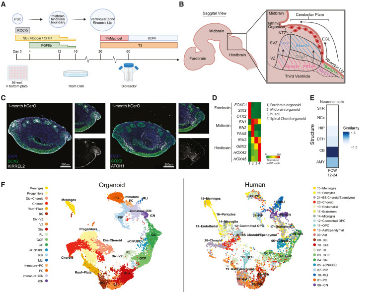 人類小腦類器官（hCerOs）可復(fù)制地產(chǎn)生人類CB的細胞多樣性