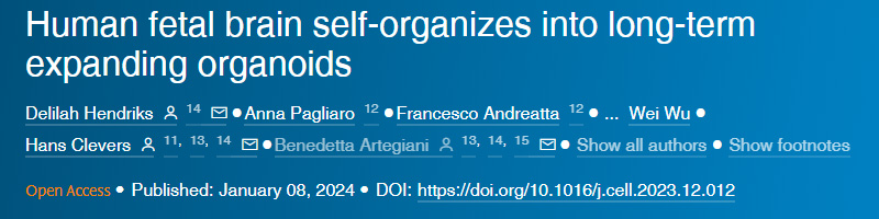 人類胎兒大腦自我組織成長期擴展的類器官