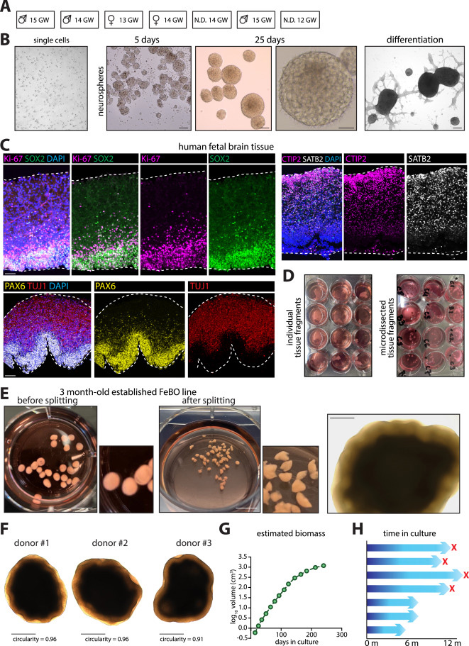 FeBO細胞系建立的供體組織特征 FeBO細胞系建立的供體組織特征