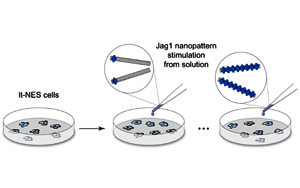 Nature子刊意外發(fā)現(xiàn)：一種重要的細(xì)胞受體如何以一種以前未知的方式被激活