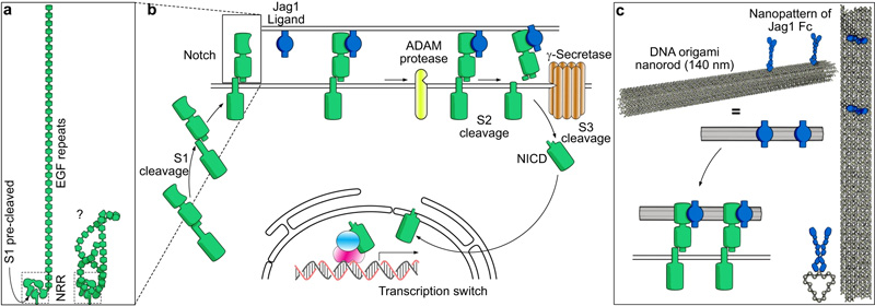 Notch通路和實驗原理示意圖