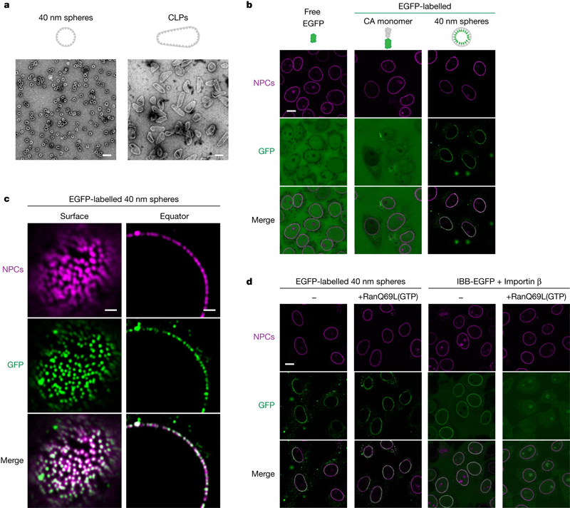HIV-1衣殼物種對NPC的自主靶向 HIV-1衣殼物種對NPC的自主靶向
