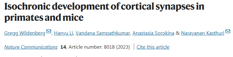 靈長類動物和小鼠皮層突觸的等時(shí)發(fā)育 靈長類動物和小鼠皮層突觸的等時(shí)發(fā)育