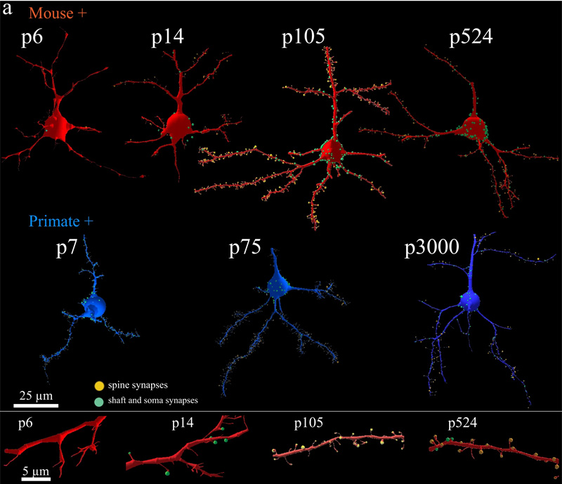 靈長類動物和小鼠皮層興奮性突觸的等時(shí)發(fā)育 靈長類動物和小鼠皮層興奮性突觸的等時(shí)發(fā)育