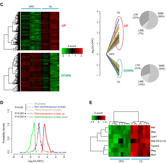 DECTIN-1蛋白質(zhì)結構的3D打印 DECTIN-1蛋白質(zhì)結構的3D打印