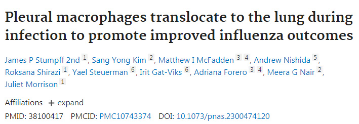 胸膜巨噬細(xì)胞在感染時轉(zhuǎn)移到肺部，促進(jìn)流感的改善