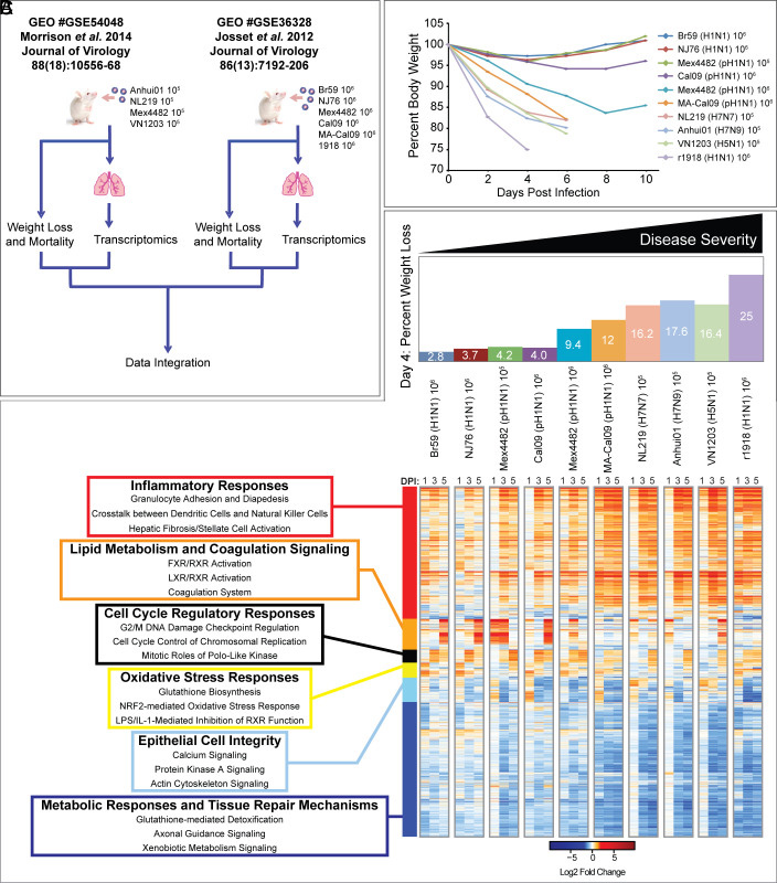 通過炎癥、代謝、細(xì)胞周期和組織修復(fù)基因表達(dá)的宿主反應(yīng)差異來區(qū)分流感疾病