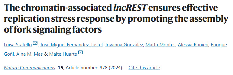 染色質(zhì)相關(guān)的lncREST通過促進(jìn)分叉信號(hào)因子的組裝來確保有效的復(fù)制應(yīng)激反應(yīng)