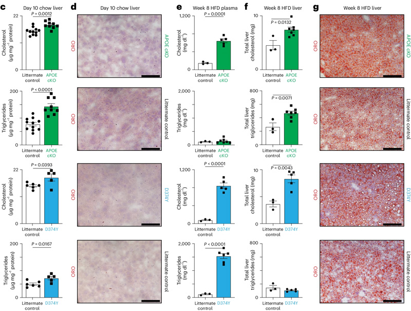 誘導型APOB脂蛋白血脂異常小鼠模型的建立