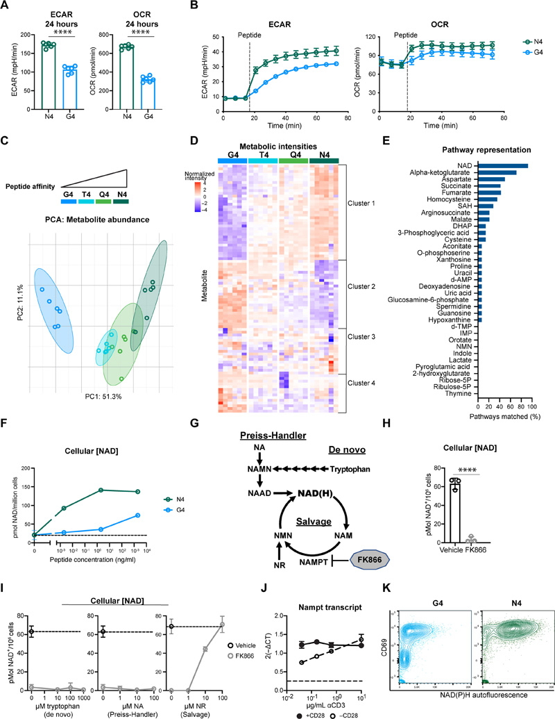 NAD生物合成是TCR親和力依賴(lài)性代謝組的核心組成部分