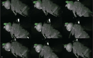 Nature：在果蠅中，一個腦細(xì)胞可以驅(qū)動身體的多種運動