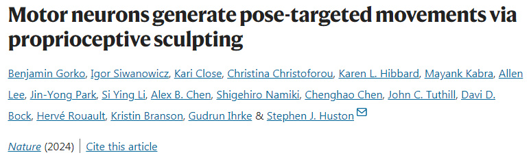 運(yùn)動(dòng)神經(jīng)元通過(guò)本體感覺(jué)產(chǎn)生姿勢(shì)定向運(yùn)動(dòng) 運(yùn)動(dòng)神經(jīng)元通過(guò)本體感覺(jué)產(chǎn)生姿勢(shì)定向運(yùn)動(dòng)