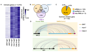 中國科學(xué)家聯(lián)合報道：新冠病毒RNA不具備整合進宿主基因組的能力