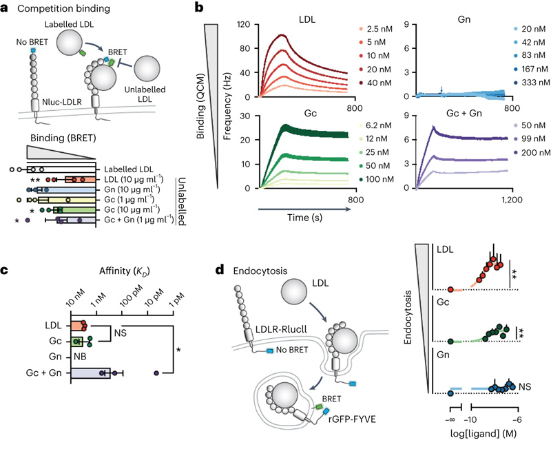 CCHFV糖蛋白與LDLR的結(jié)合誘導(dǎo)受體介導(dǎo)的內(nèi)吞作用 CCHFV糖蛋白與LDLR的結(jié)合誘導(dǎo)受體介導(dǎo)的內(nèi)吞作用