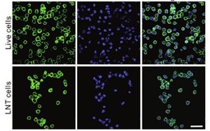 《Science Advances》CRISPR-Cas9利用低溫休克腫瘤細胞靶向肺癌