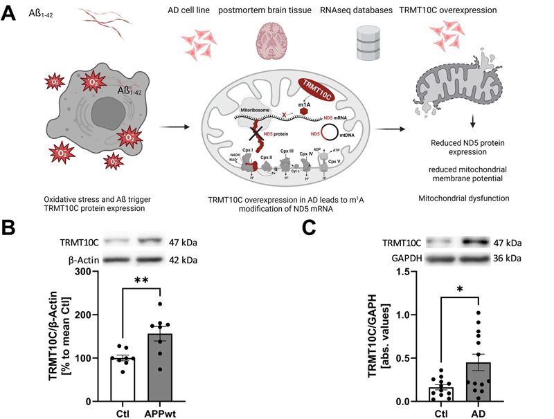 TRMT10C蛋白和mRNA水平在AD細(xì)胞和動物模型以及AD患者的皮層樣本中增加 TRMT10C蛋白和mRNA水平在AD細(xì)胞和動物模型以及AD患者的皮層樣本中增加