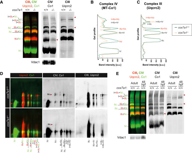 Cox7a1穩(wěn)定復(fù)合物IV的二聚化