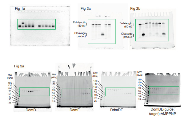 本研究用到的未切割的原始凝膠 本研究用到的未切割的原始凝膠