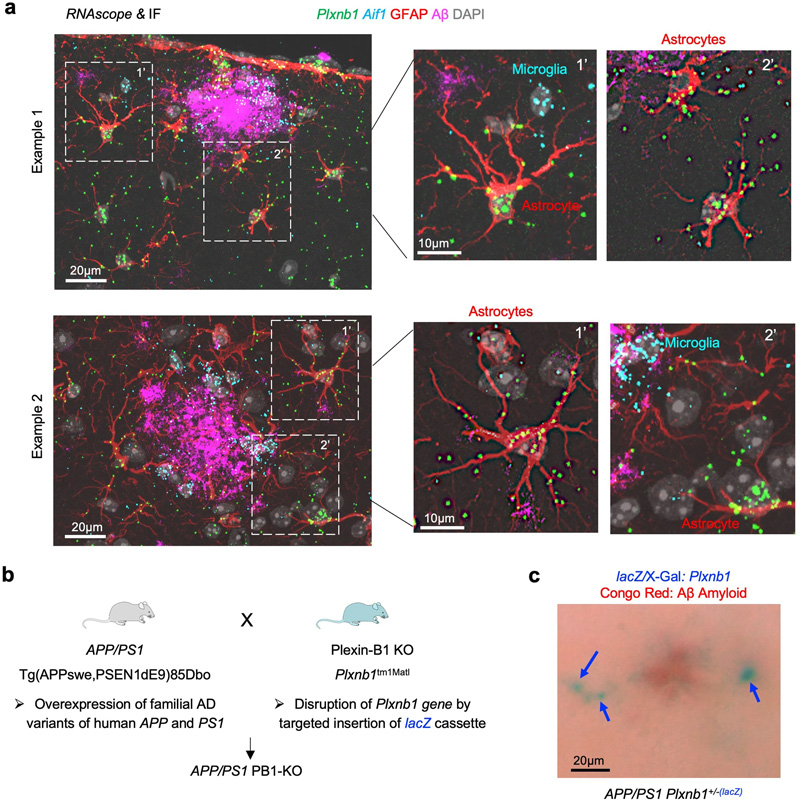 Plexin-B1在APP/PS1小鼠AD模型的斑塊周圍星形膠質(zhì)細胞中上調(diào) Plexin-B1在APP/PS1小鼠AD模型的斑塊周圍星形膠質(zhì)細胞中上調(diào)