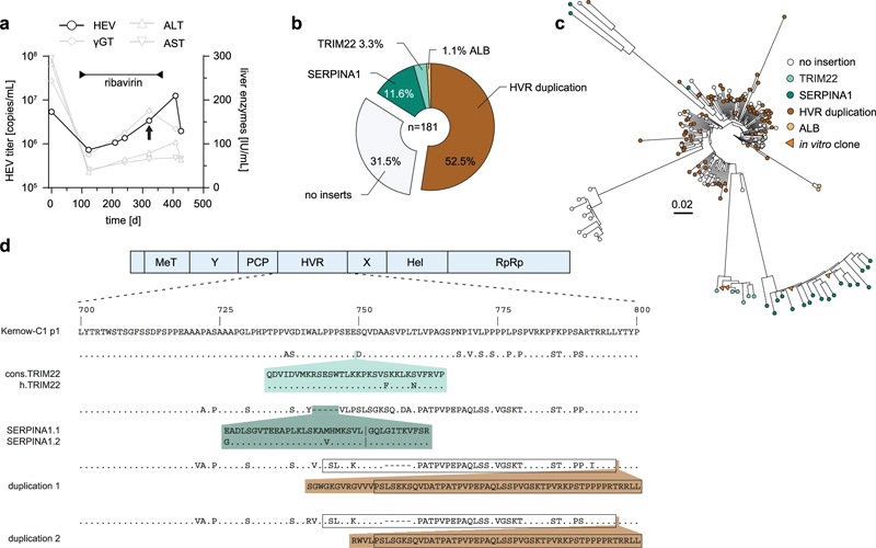通過克隆測(cè)序鑒定HEV患者中的HVR插入 通過克隆測(cè)序鑒定HEV患者中的HVR插入