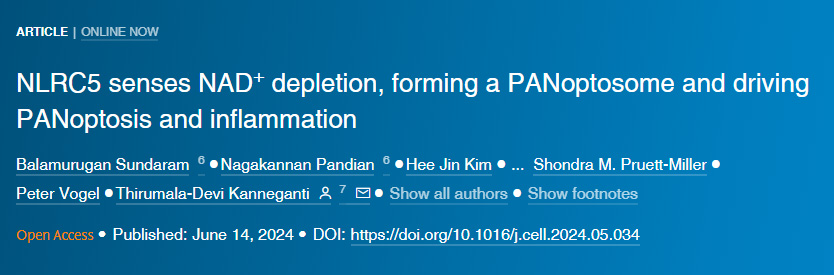 NLRC5感知NAD+損耗形成泛視小體并驅(qū)動泛視癥和炎癥 NLRC5感知NAD+損耗形成泛視小體并驅(qū)動泛視癥和炎癥