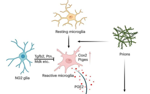 《Nature Neuroscience》能抵抗朊病毒的細(xì)胞有什么特征？