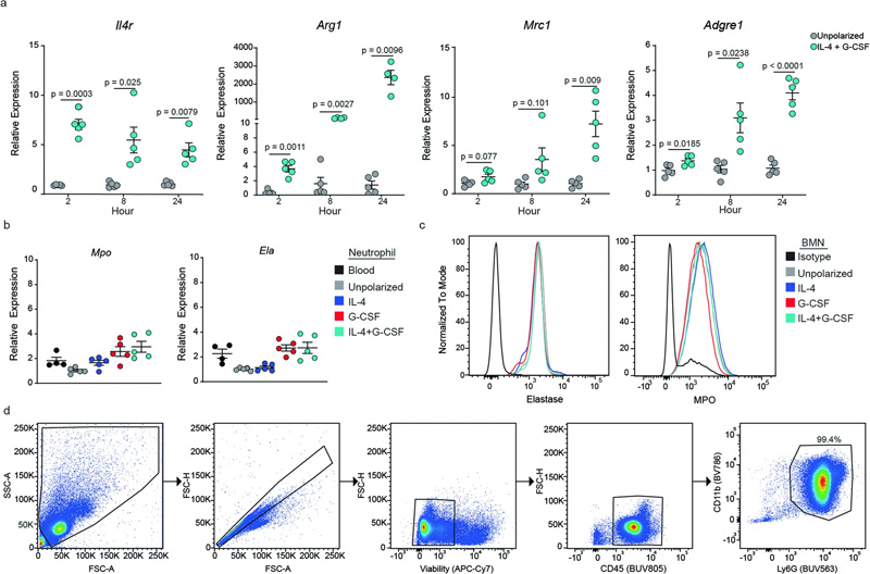 極化過程中BMN基因表達的動力學