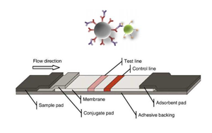 膠體碳標(biāo)記抗體試劑盒--膠體金升級(jí)換代方案