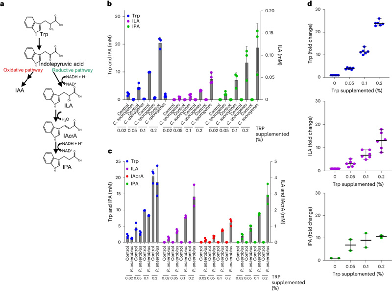 補(bǔ)充色氨酸可增加色氨酸Stickland反應(yīng)衍生的發(fā)酵產(chǎn)物 補(bǔ)充色氨酸可增加色氨酸Stickland反應(yīng)衍生的發(fā)酵產(chǎn)物