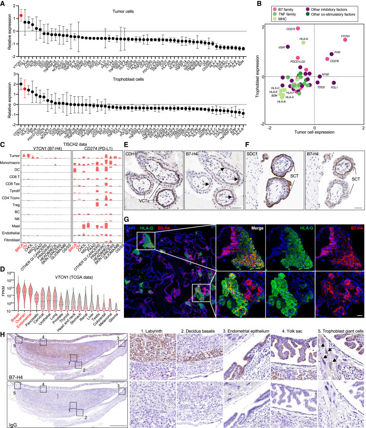 B7-H4是一種癌胚免疫耐受檢查點(diǎn) B7-H4是一種癌胚免疫耐受檢查點(diǎn)