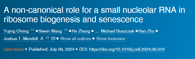 小核仁RNA在核糖體生物合成和衰老中的非規(guī)范作用 小核仁RNA在核糖體生物合成和衰老中的非規(guī)范作用