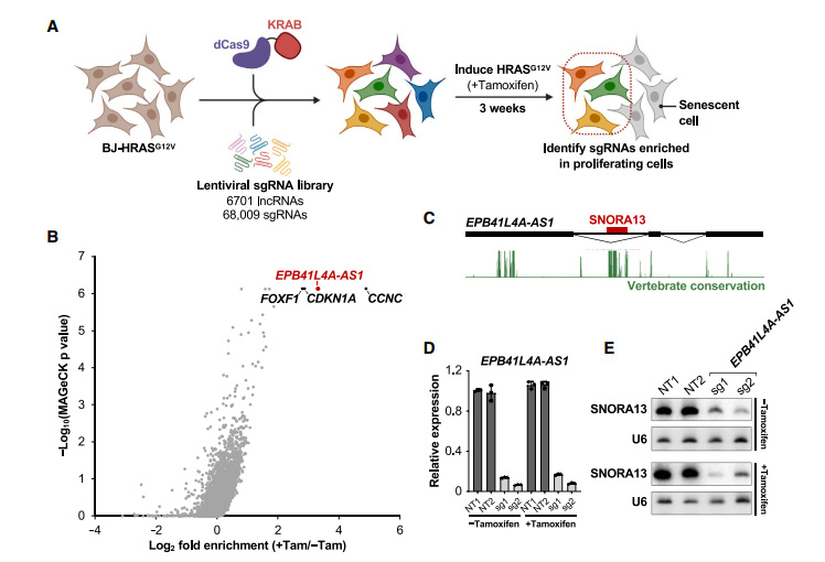 癌基因誘導衰老所需的非編碼RNA EPB41L4A-AS1的鑒定 癌基因誘導衰老所需的非編碼RNA EPB41L4A-AS1的鑒定
