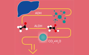 酒精在人體里是怎么“酶”的？