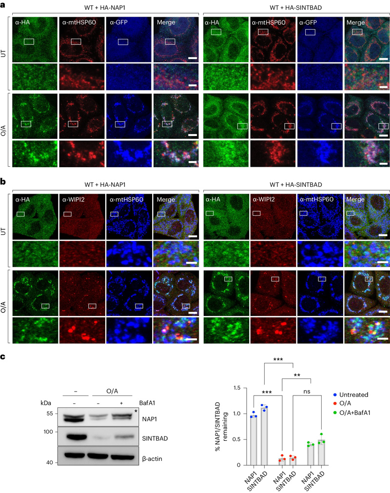NAP1和SINTBAD在有絲分裂過程中被招募并共同降解