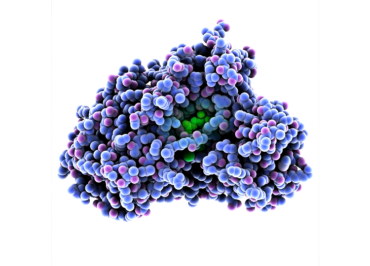 肌氨酸氧化酶(SOX) 肌氨酸氧化酶(SOX)