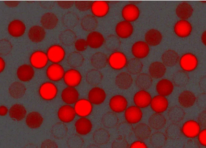 紅色羧基聚苯乙烯微球，粒徑300nm，4%固含量