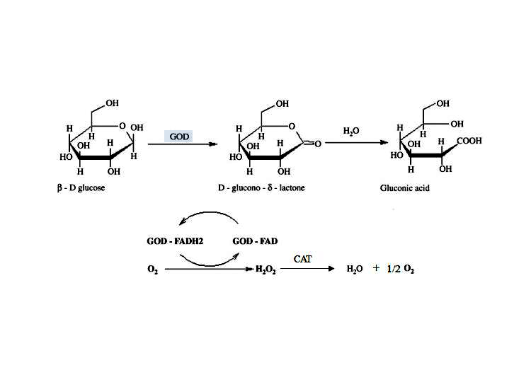 葡萄糖氧化酶 (GOD) 葡萄糖氧化酶 (GOD)